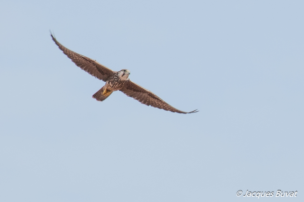 Faucon Lanier immature (Lanner Falcon, Falco Biarmicus), Brousse de Somone, Région de Thiès, Sénégal. 